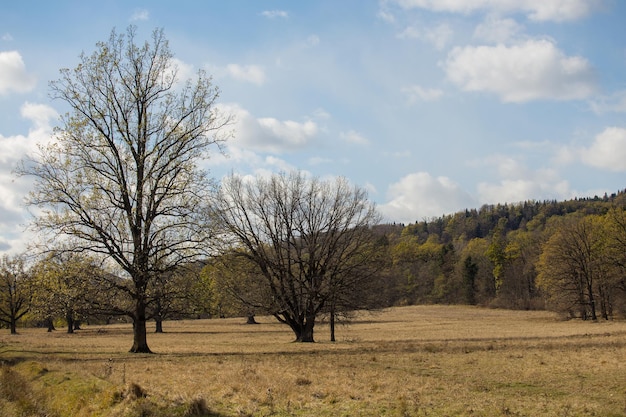 Árvores em um prado na floresta de outono