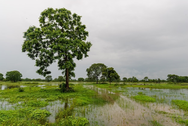 Árvores em uma área úmida na estação das chuvas no Pantanal de Mato Grosso Pocone Mato Grosso Brasil