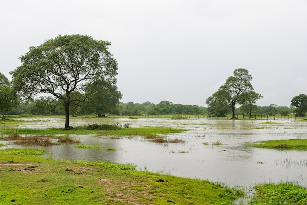 Árvores em uma área úmida na estação das chuvas no Pantanal de Mato Grosso Pocone Mato Grosso Brasil