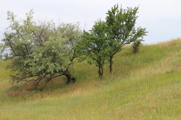 Árvores em uma colina com grama