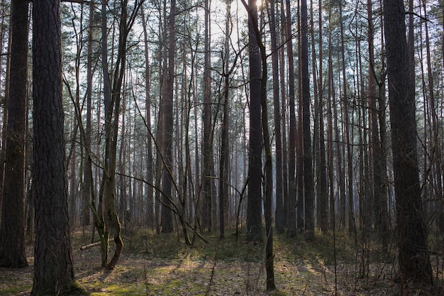 Árvores em uma floresta de primavera sem folhagem