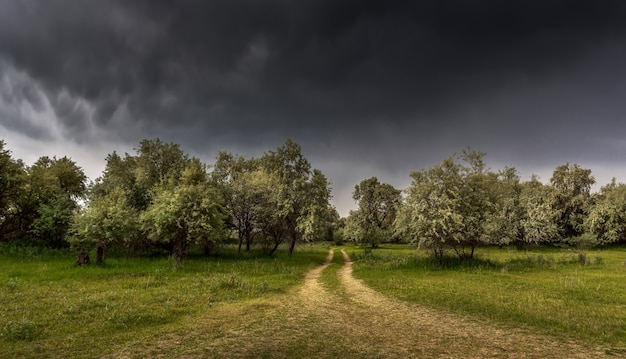 Árvores, estrada, nuvens de tempestade