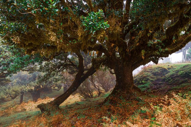 Árvores europeias e floresta de Portugal. No outono.