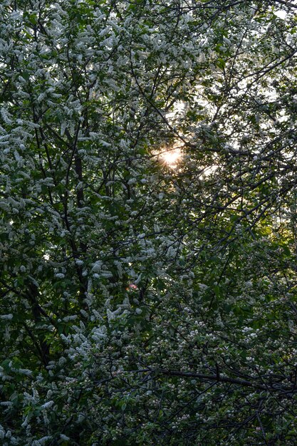 Árvores florescem e florescem na primavera