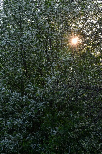 Árvores florescem e florescem na primavera