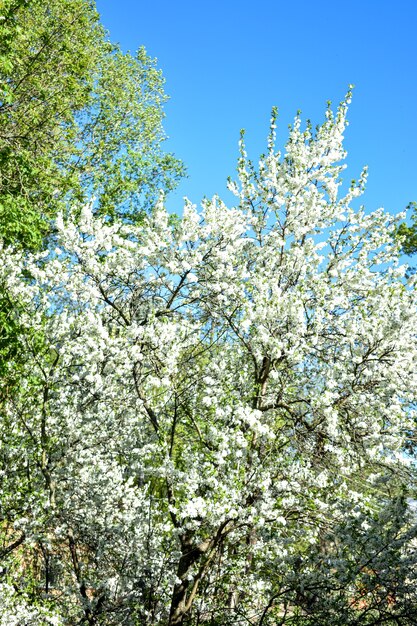 Árvores florescem e florescem na primavera