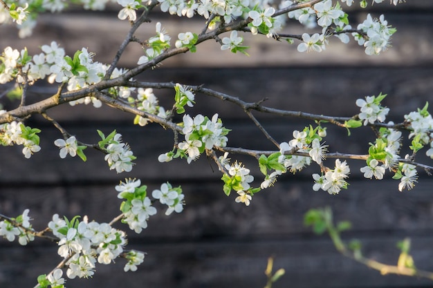 Árvores florescendo de primavera branco