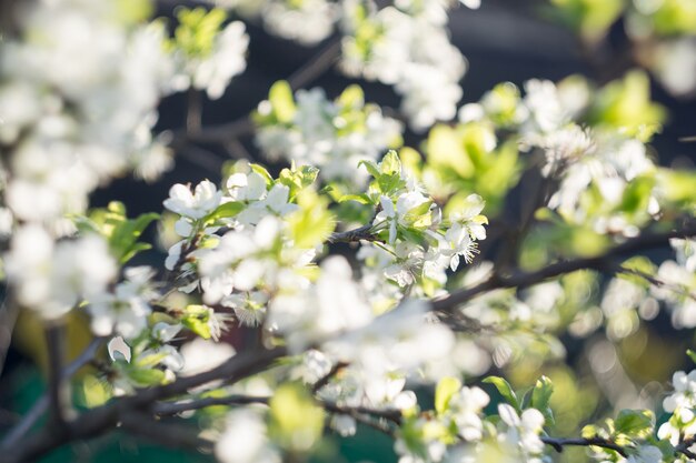 Árvores florescendo de primavera branco