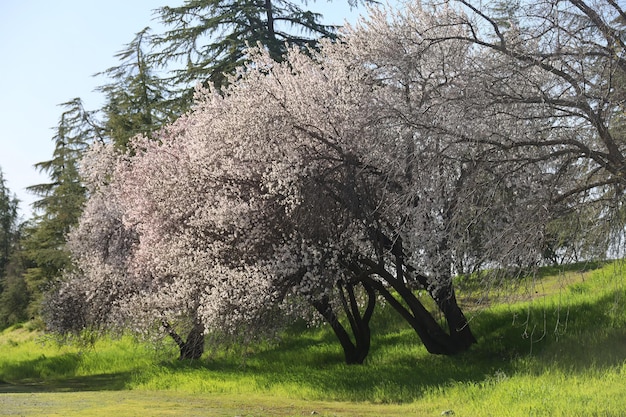 Árvores florescendo em um parque da cidade em Oroville, Califórnia