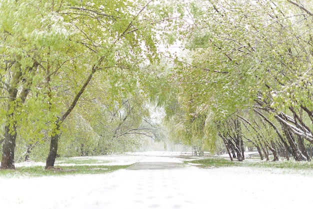 Árvores florescendo sob a neve