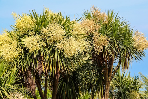 Árvores florescentes de Cordyline australis (árvore de repolho, palmeira-repolho) no parque