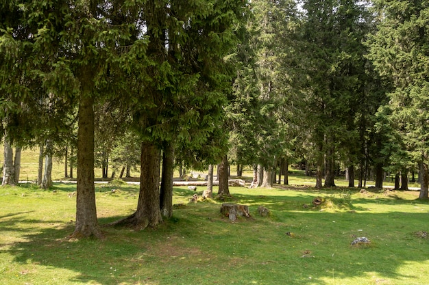 Árvores floresta, em, bucegi, montanhas, romania, primavera, dia