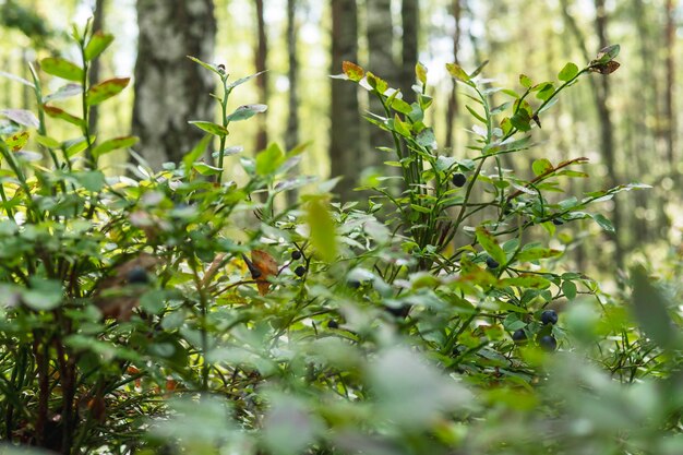 Árvores florestais ensolaradas arbustos com bagas e sol fundo natural natural