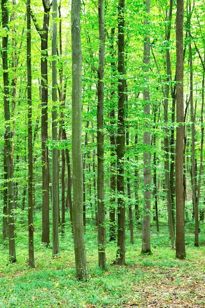 Árvores florestais, natureza, verde, madeira, luz solar, fundos