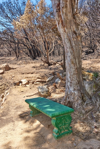 Árvores florestais queimadas por incêndios florestais em florestas remotas Consequências da destruição Desmatamento por natureza incontrolável Incêndio florestal na floresta Plantas secas árida vida selvagem estéril Erro humano aquecimento global