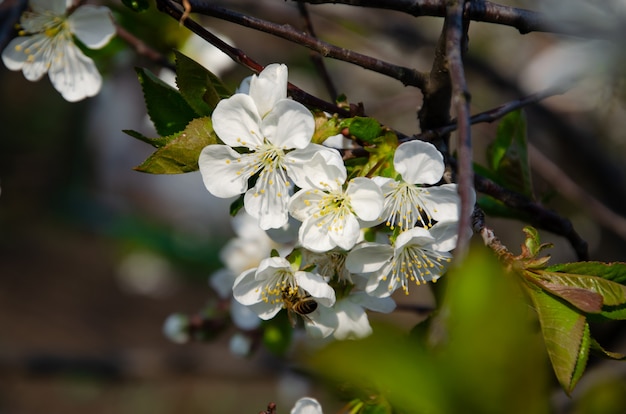 Árvores floridas. Abelha em uma flor branca. Filial de uma árvore com flores brancas