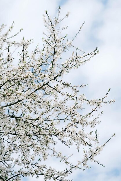 Árvores floridas com flores brancas no jardim no fundo do céu