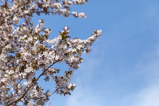 Árvores floridas com flores brancas