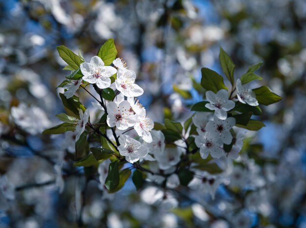 Árvores floridas com flores brancas