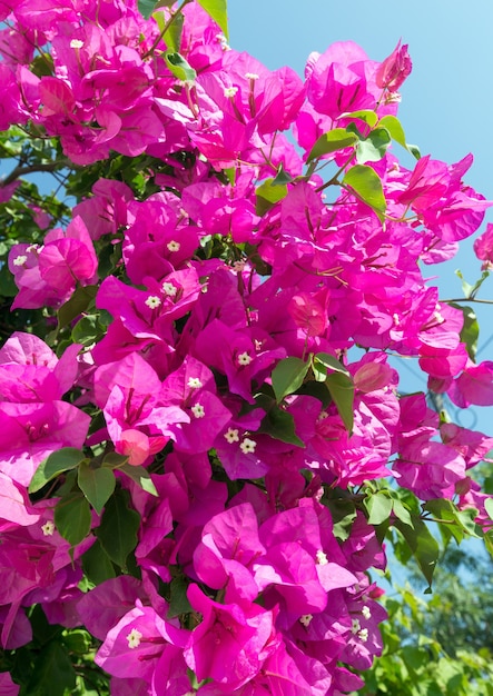 Árvores floridas com flores cor de rosa no fundo do céu closeup