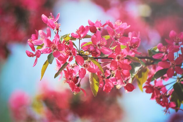 Árvores floridas de primavera. Jardim florescendo. Natureza foco seletivo