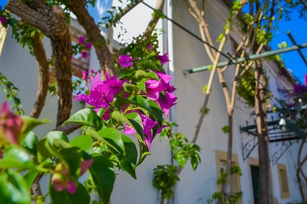 Árvores floridas na ilha grécia de Corfu