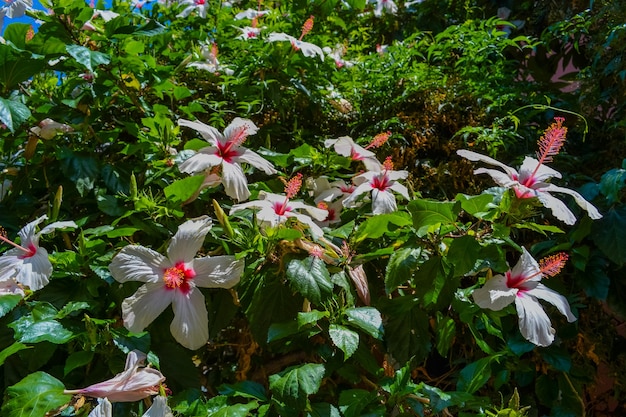 Árvores floridas na ilha grécia de Corfu