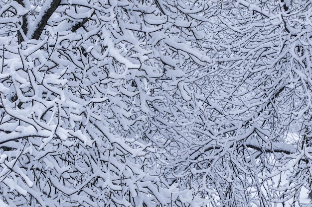 Árvores fofas cobertas de neve de conto de fadas ramificam paisagens naturais com neve branca e clima frio