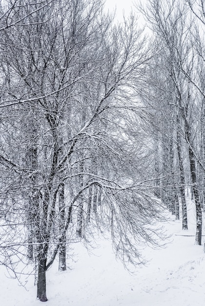 Árvores fofas cobertas de neve de conto de fadas ramificam paisagens naturais com neve branca e clima frio