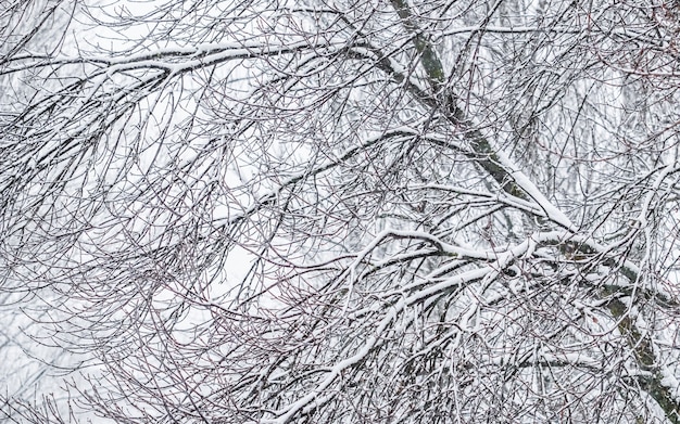 Árvores fofas cobertas de neve de conto de fadas ramificam paisagens naturais com neve branca e neve fria