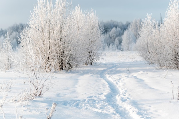 Árvores foscas com galhos brancos e trilha fina na paisagem de inverno de neve fecham