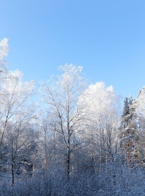 Árvores fotografadas crescendo na floresta no inverno. Nos ramos, formou-se uma geada.