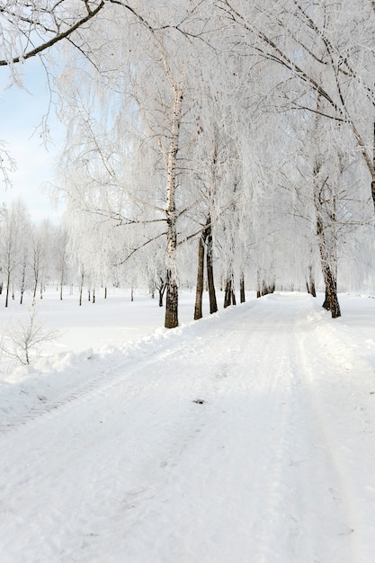 Árvores fotografadas durante o inverno. o chão está coberto de neve.