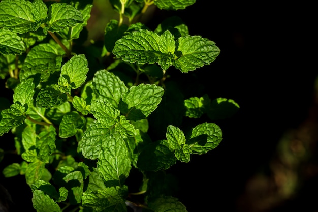 Árvores frescas de hortelã-pimenta no jardim organig