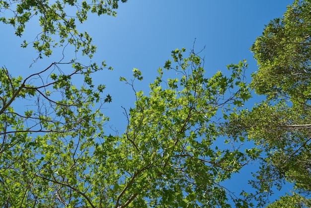 Árvores frondosas verdes e fundo do céu