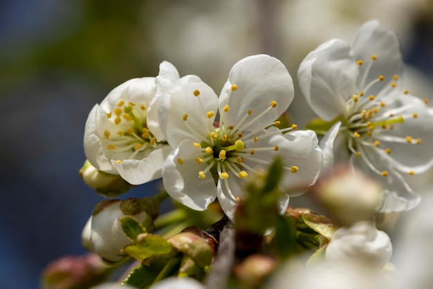 Árvores frutíferas de maçã florescendo na primavera