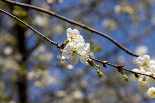 Árvores frutíferas de maçã florescendo na primavera