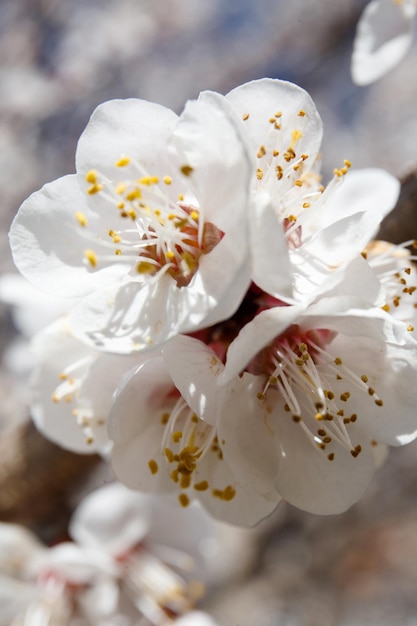 Árvores frutíferas florescem na primavera Flores de damasco em galhos contra o céu azul Natureza mundo ecológico Flores de árvores damasco de perto