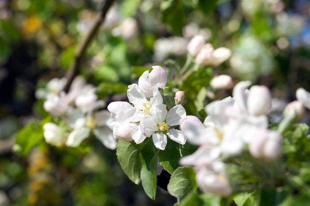 Árvores frutíferas florescendo