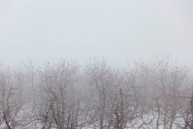 Árvores frutíferas são macieiras no inverno