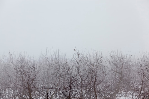 Árvores frutíferas são macieiras no inverno