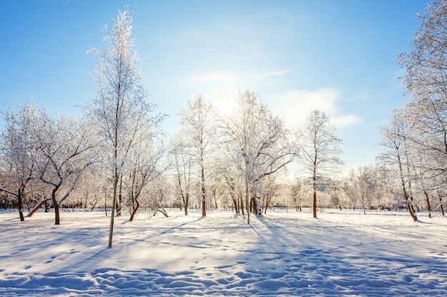Árvores geladas em floresta de neve, clima frio em manhã de sol em winter park