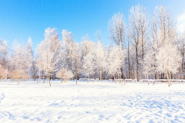 Árvores geladas no bosque nevado. Tempo frio na manhã ensolarada