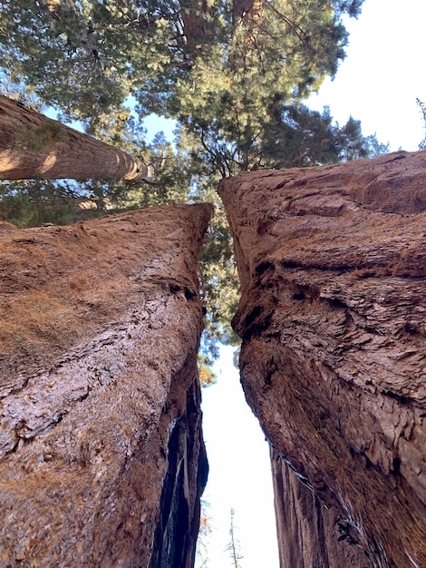 Árvores grandes do parque nacional de sequóia