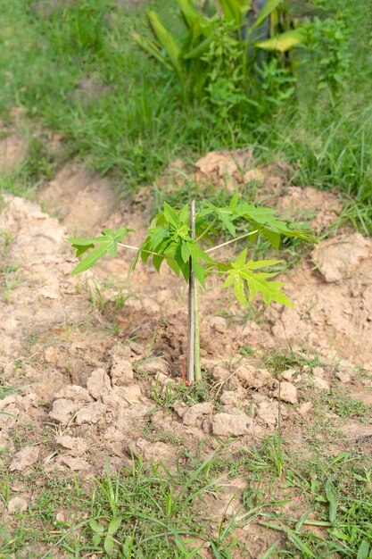 Árvores jovens Carica mamão (mamão), planta herbácea