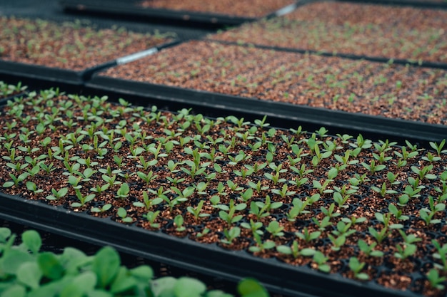 Árvores jovens no terreno de plantação.