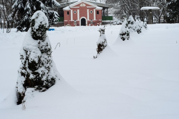 Árvores jovens thuja no parque no inverno