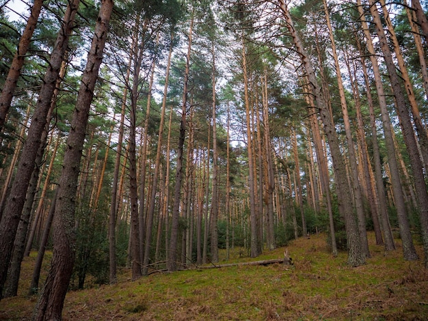 Árvores maravilhosas na floresta verde