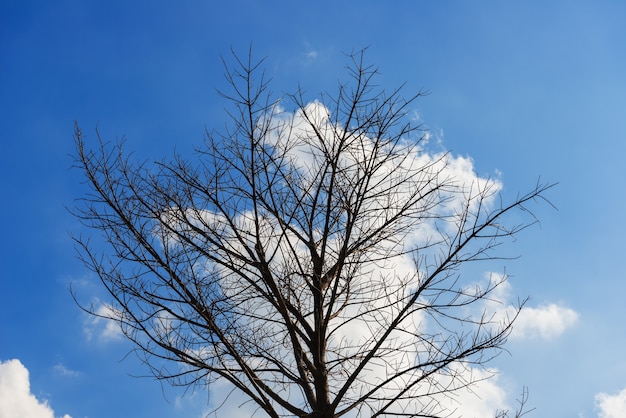 Árvores mortais perenes contra o céu azul