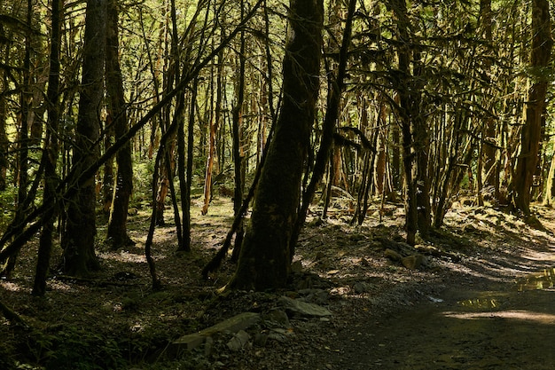 Árvores mortas com musgo Buxus colchica na floresta de buxo devido à invasão da mariposa do buxo no Cáucaso, na Rússia